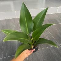 ราคา ฟิโลก้านป่อง (Philodendron martianum) (7965043006)