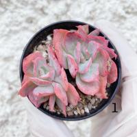 ราคา กุหลาบหิน ไม้อวบน้ำSucculent Echeveria Luella (Cristata) (6760713618)