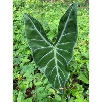 ราคา พญาจงอาง (ว่านปกป้องสิ่งชั่วร้าย) (8813666853)