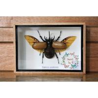 ราคา แมลงสต๊าฟ ในกล่องไม้ - ด้วงกว่างซางเหนือ (กางปีก) ขนาดกล่อง 5x7 นิ้ว (4332610319)