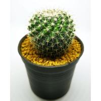 ราคา แมมแม่เฒ่า Mammillaria Hahniana (5148277458)