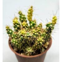 ราคา พลุสีทองด่าง เหลือง เขียว (Cylindropuntia spinosior) ยกกระถาง 2 นิ้ว #กระบองเพชร #แคตตัส (7345664066)
