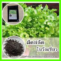 ราคา พร้อมส่ง ❗ รหัส 087 เมล็ดพันธุ์แท้ OP แท้ ผักสลัดโบว์ลเขียว - White Salad Bowl Lettuce เมล็ดผักสลัด ผักสลัด เมล็ดพันธุ์ (8846423974)