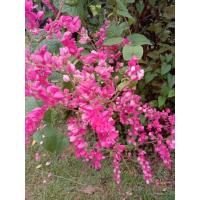 ราคา ขาย ต้นพวงชมพูดอกสีชมพู ไม้ที่ปลูกง่ายตายยากไม้เลื้อยดอกสวยงามมีดอกทั้งปีเหมาะปลูกทำซุ้มโตไวมากกระถาง11นิ้ว ราคาถูก (26057216494)