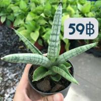 ราคา ต้นไม้ฟอกอากศ ต้นงาช้างแคระ ต้นลิ้นมังกร ลิ้นมังกรแคระ ปลูกในบ้านได้ (1924794443)