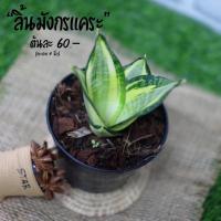 ราคา ลิ้นมังกรแคระ ต้นไม้มงคล ต้นไม้ฟอกอากาศ กระถาง 4 นิ้ว (4951847385)