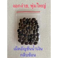 ราคา เมล็ดอัญชัญดอกซ้อน , กระเจี๊ยบ ,ดอกแคขาว ปลูกง่าย (25566476403)