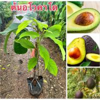 ราคา ต้นอโวคาโด ต้นทาบกิ่งพร้อมส่ง พร้อมปลูกจ้า (42405835963)