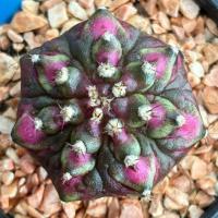 ราคา ❤️❤️มีส่งด่วน❤️❤️แคคตัส ไม้ชำหน่อ (R87)/Cactus/Gymno /Gymnocalycium /ยิมโนด่าง/ไม้ชำหน่อ (41423361550)