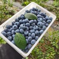 ราคา 20 เมล็ด เมล็ดพันธุ์บลูเบอร์รี่ Blueberry Seeds Fruit Seeds บลูเบอร์รี่ เมล็ดพันธุ์ผลไม้ เมล็ดบอนสี (54704597920)