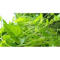 ราคา เมล็ดพันธุ์ตำลึง200เมล็ด Ivy Gourd seeds (23787534602)