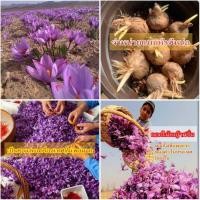 ราคา (1หัว)(ขาย หัวพันธุ์) หัว หญ้าฝรั่น ฝะหรั่น Saffron หัวหญ้าฝรั่น / คนหลงรักบอนสี (13038654631)