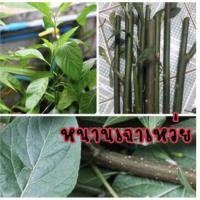 ราคา หนานเฉาเหว่ย(กิ่งชำติดราก)ต้นป่าช้าเหงา ป่าช้าหมอง (5558721837)