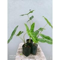 ราคา ต้นว่านพญางูจงอาง สรรพคุณใช้ป้องกันงู หรือ สัตว์มีพิษ ส่งขายทั้งถุงชำ(4นิ้ว) (10103960455)