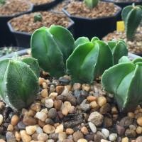 ราคา แคคตัส แอสโตรไฟตัม มายริโอเพาะเมล็ดจากพ่อกืกโกะด่าง ชุด 6 ต้น ขนาด 2-3 ซม. (5746436790)