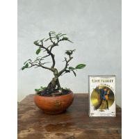 ราคา บอนไซต้นข่อย (bonsai) (40901249488)