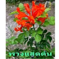 ราคา ขาย พวงแสด ต้น กระถาง10-11 นิ้ว ราคาถูก (5800289888)