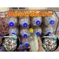 ราคา ก้อนเชื้อ นางฟ้าฟ้า 10ก้อน หัวเชื้อ1ขวด (สำหรับนำไปหยอดเอง) (25590970782)