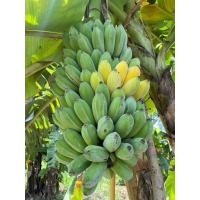 ราคา หน่อกล้วยน้ำว้าต้นแดง กล้วยหายาก กล้วยสะสม กล้วยโบราณ ขุดสดพร้อมส่ง (43259509509)