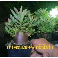 ราคา ชวนชมกาละแมราชินีดำชวนชมสายพันธุ์ดำ (42624946348)