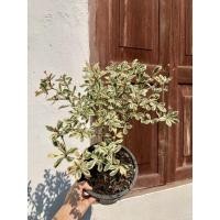 ราคา ต้นหูกระจงด่างชมพู หูกระจงด่าง ต้นแผ่บารมี กระถาง 8 นิ้ว เลือกต้นตามภาพได้เลยค่ะ (3353622015)