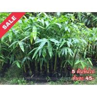 ราคา ไผ่กิมซุง หรือ ไผ่ตงลืมแล้ง (9944338597)