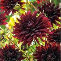 ราคา 1 หัว รักเร่ Dahlia สายพันธุ์ Black touch หัวรักเร่ ดอกดาร์เลีย (9811611104)