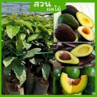 ราคา [ต้นอโวคาโดแบบเพาะเมล็ด ] ต้นอะโวคาโด้ พันธุ์แฮส เสียบยอด สูง 50-70 เซนติเมตร รสชาติอร่อยมาก ติดผลไวใน 1-2 ปี (19836546189)