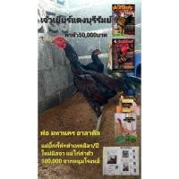 ราคา ไข่เชื้อไก่ชนลูกมหานครโคตรไก่ตีเชิงค่าตัว50,000 (22670408303)