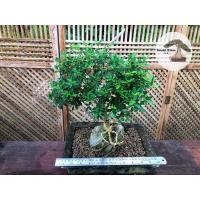 ราคา ต้นข้าวตอกพระร่วง เกาะหิน บอนไซข้าวตอกพระร่วง (10657964065)