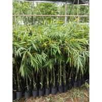 ราคา ไผ่กิมชุง หรือไผ่ตงลืมแล้งไผ่บงหวาน ต้นสูงปลูกง่าย (27106681360)