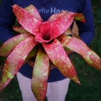 ราคา สับปะรดสี Neo (นีโอ) (14297401087)