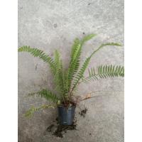 ราคา เฟิร์นใบมะขามกระถาง2.5นิ้ว (9431349874)