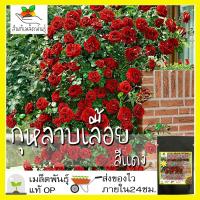 ราคา เมล็ดพันธุ์ กุหลาบเลื้อย กุหลาบ สีแดง 30 เมล็ด Red Rose Seed เมล็ดพันธุ์ (19572658176)