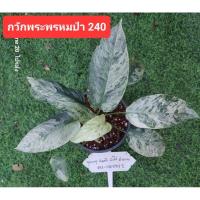 ราคา กวักพระพรหมป่าด่างขาว (25051043952)