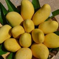 ราคา ต้นมะม่วง มะม่วง พันธุ์อกร่อง ทาบกิ่ง จัดส่งพร้อมถุง 8 นิ้ว ลำต้นสูง 70-80 ซม (8307188438)