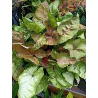 ราคา ต้นออมนาค ต้นออมเงินสีชมพู ต้นไม้มงคล (13807353659)