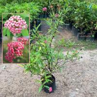 ราคา ต้นชมพูนุช เข็มชมพูนุช (Arachnothryx leucophylla) ชมพูนุช ดอกสีชมพูสีสวย (รับประกัน ส่งใหม่ฟรี หากสินค้าเเสียหาย!!) (44467351007)