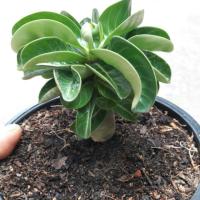 ราคา ชวนชมเขาแกะ เมดูซ่า กระถาง5นิ้ว (3735091907)