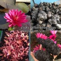 ราคา พันธุ์บัวแดง บัวกินสาย บรรจุ10โล แถม2โล (17773105084)