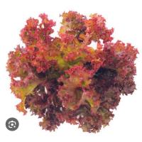 ราคา เมล็ดผักสลัดเรดคอรัล300เมล็ด (27275275112)