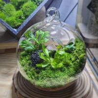 ราคา สวนขวดพืชกินแมลง Terrarium กาบหอยแครง (27457327929)