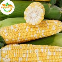 ราคา corn seeds for planting เมล็ดพันธุ์ ข้าวโพดหวาน super sweet corn 10 เมล็ด ปลูกง่าย ทนแดด หวานอร่อย พร้อมคู่มื-PPOP SEEDS (42127592345)