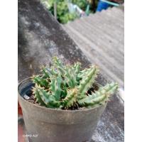 ราคา ไม้อวบน้ำเก๋งจีนดอกลายกอใหญ่สมบูรณ์ (13975907521)