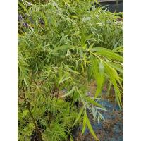 ราคา ต้นหลิวลู่ลม สูง1 เมตร จำกัดครั้งละ1ต้น กิ่งชำ (25685254529)