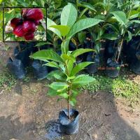 ราคา ต้นชมพู่มะเหมี่ยว ชมพู่มะเหมี่ยว (Malay apple) ถ่ายจากสินค้าจริง ไม้ยืนต้น ให้ผลเร็ว (รับประกัน สินค้า) (29192682939)