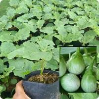 ราคา ต้นมะเขือเปราะเจ้าพระยา ผลกรอบ (5759108010)