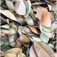 ราคา ใบก้ามปู ราคาถูก ใบก้ามปู ใบฉำฉา (14296936517)