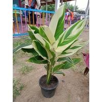 ราคา สาคูด่าง สมุนไพรไม้ประดับ (3692983345)