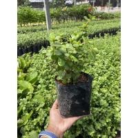 ราคา ต้นดูดทรัพย์ต้นคลาสซูล่าต้นดูดเงินดูดทอง บรรจุห่อตุ้มถุงดำ1 ถุง (8095957432)